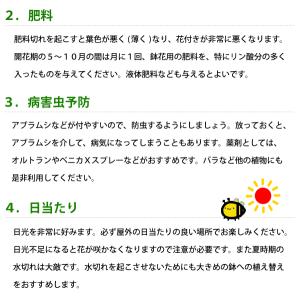 ハイビスカス コレクション 5号鉢植え レッド...の詳細画像3