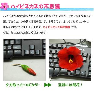 ハイビスカス コレクション 5号鉢植え レッド...の詳細画像4