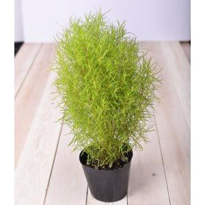 ほうき草 コキア 鉢植 花 ガーデニング の商品一覧 通販 Yahoo ショッピング
