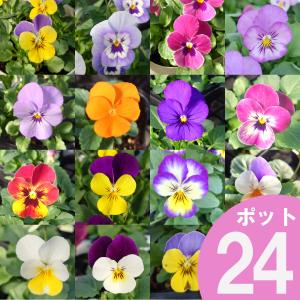 早割 ビオラ 花苗 24ポット セット 3号 ポット苗 6品種以上おまかせ 【ご予約品 9月末以降お届け】
