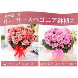 母の日 プレゼント 花 ギフト 鉢植え リーガ...の詳細画像1