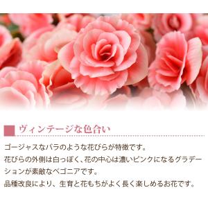 母の日 プレゼント 花 ギフト 鉢植え リーガ...の詳細画像3