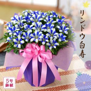 花 プレゼント ギフト リンドウ白寿 鉢花 鉢植え