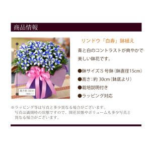 遅れてゴメンね 敬老の日 花 ギフト リンドウ...の詳細画像3