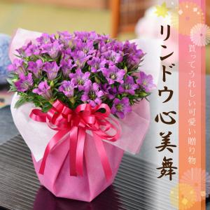 遅れてゴメンね 敬老の日 花 ギフト リンドウ...の詳細画像4