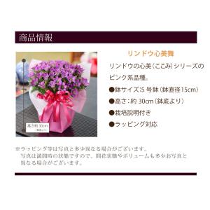 遅れてゴメンね 敬老の日 花 ギフト リンドウ...の詳細画像5