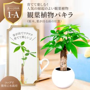 母の日 ギフト 2026 花 カーネーション ...の詳細画像5