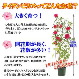 大輪ハイビスカス タイタンビカス 苗 3.5号...の詳細画像1