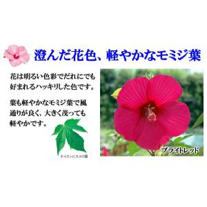 大輪ハイビスカス タイタンビカス 苗 3.5号...の詳細画像2