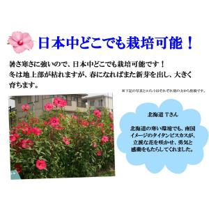 大輪ハイビスカス タイタンビカス 苗 3.5号...の詳細画像3