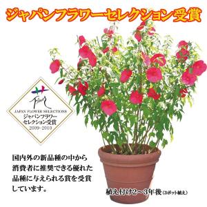 大輪ハイビスカス タイタンビカス 苗 3.5号...の詳細画像5