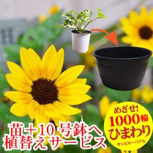 ご品 7月末以降順次 ひまわり 苗 鉢植え サンビリーバブル