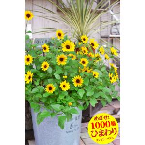 ひまわり 苗 鉢植え サンビリーバブル ブラウ...の詳細画像1