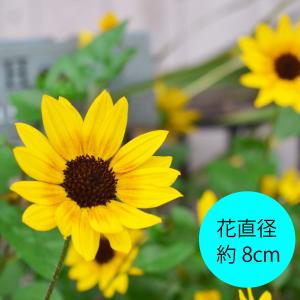 ひまわり 苗 鉢植え サンビリーバブル ブラウ...の詳細画像2