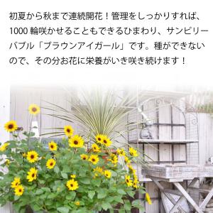 ひまわり 苗 鉢植え サンビリーバブル ブラウ...の詳細画像3