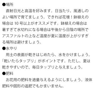 ひまわり 苗 鉢植え サンビリーバブル ブラウ...の詳細画像4
