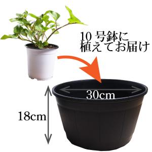ひまわり 苗 鉢植え サンビリーバブル ブラウ...の詳細画像5