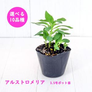 選べる10品種!宿根草 アルストロメリア コレ...の詳細画像1