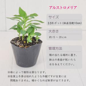 選べる10品種!宿根草 アルストロメリア コレ...の詳細画像2