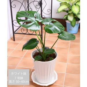 爆買 観葉植物 モンステラ 鉢植え 7号鉢 高...の詳細画像1