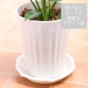 爆買 観葉植物 モンステラ 鉢植え 7号鉢 高...の詳細画像2