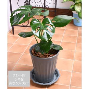 爆買 観葉植物 モンステラ 鉢植え 7号鉢 高...の詳細画像3