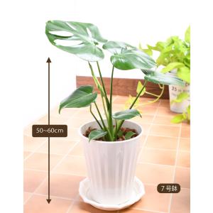 爆買 観葉植物 モンステラ 鉢植え 7号鉢 高...の詳細画像5