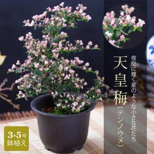 天皇梅 テンノウメ テンノウバイ 3.5号鉢植え