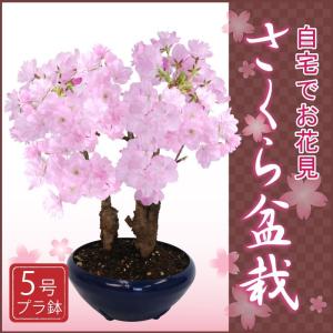さくら盆栽 自宅でお花見楽しめる さくら 桜 5号プラ鉢
