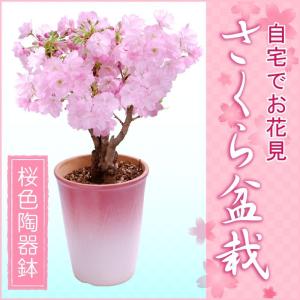 【２月下旬からお届け】桜盆栽特上株桜色陶器鉢植え自宅でお花見楽しめるさくら盆栽