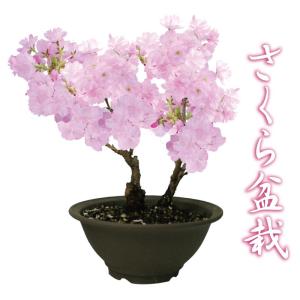 さくら盆栽 特上株 6号 陶器鉢 自宅でお花見 桜 盆栽