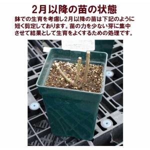 バラ苗 イングリッシュローズ大苗 ザ・ラーク・...の詳細画像2