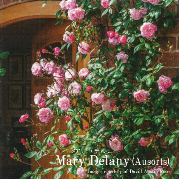 【予約品】 バラ苗 イングリッシュローズ大苗 メアリー・ディレニー バラ ER専用 6リットル角鉢 ...