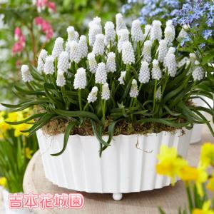 【予約品】 秋植え球根 ムスカリ シベリアンタイガー 球根 5球 春が楽しみ！ 9月下旬以降順次発送