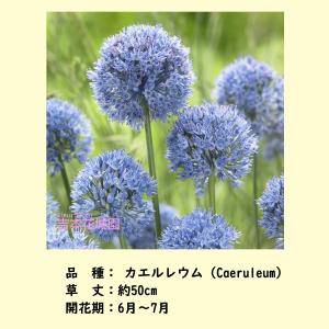 【予約品】 秋植え球根 アリウム カエルレウム...の詳細画像1