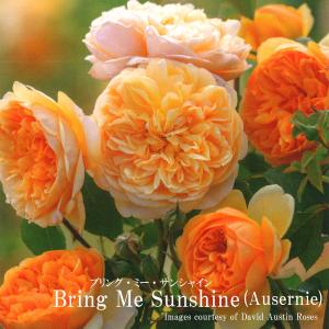 吉本花城園 世界初の天使の上向きシクラメン「アンジュ」2.5号サイズ