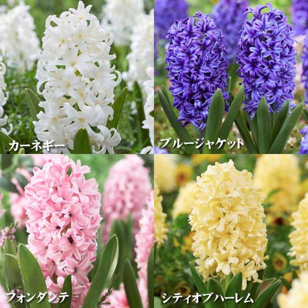 【予約品】 ヒヤシンス 球根 4球セット Bセット 赤ネット ヒアシンス フォンダンテ シティオブハ...