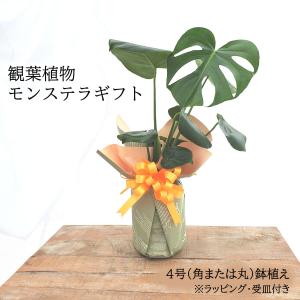 モンステラ 鉢植え ギフト プレゼント 4号鉢 角鉢または丸鉢 インテリアグリーン 無料ラッピング 誕生日 御祝 観葉植物