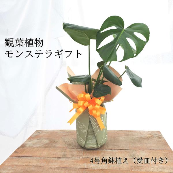 父の日 プレゼント 観葉植物 モンステラ 鉢植え 4号鉢 角鉢 ラッピング ギフト