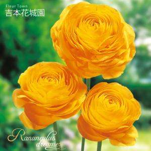 秋植え球根 ラナンキュラス 黄色 イエロー 球根...の商品画像