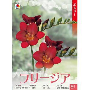 フリージア ボルドー 球根 5球 春が楽しみ!...の詳細画像1