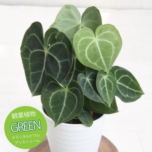 アロカシアセット 吉本花城園 【セール品】超お得セット！アロカシア 5品種