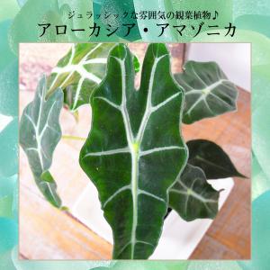 観葉植物 アロカシア アマゾニカ アローカシア...の詳細画像1
