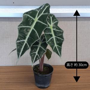 観葉植物 アロカシア アマゾニカ アローカシア...の詳細画像2