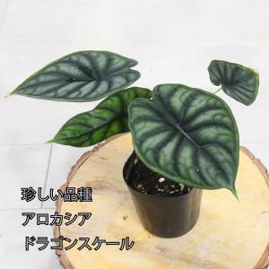 吉本花城園 アロカシア オドラ バリエガータ バティック 斑入り 観葉