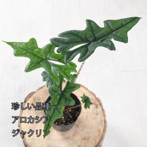アロカシア ジャクリン ジャックリン 観葉植物 ...の商品画像