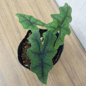 アロカシア ジャクリン ジャックリン 観葉植物...の詳細画像1