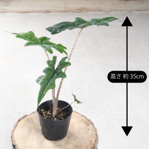 アロカシア ジャクリン ジャックリン 観葉植物...の詳細画像2