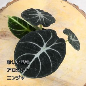 吉本花城園 爆買 超お得セット！アロカシア 5品種 おまかせセット 観葉