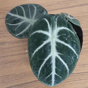 アロカシア ニンジャ 観葉植物 珍しい品種 希...の詳細画像1